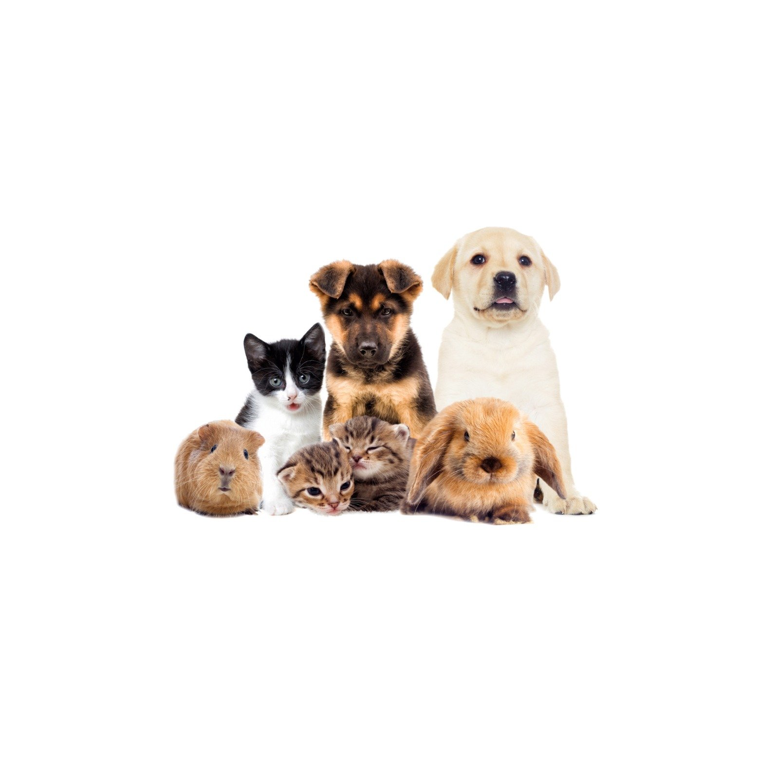 Mascotas